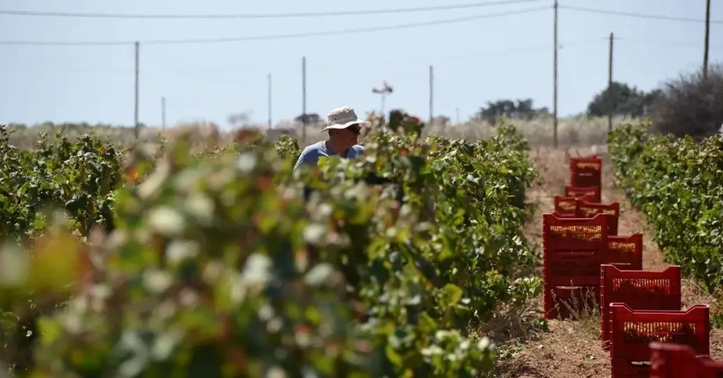 A worker harvesting grapes at the Moraitis Winery Paros.