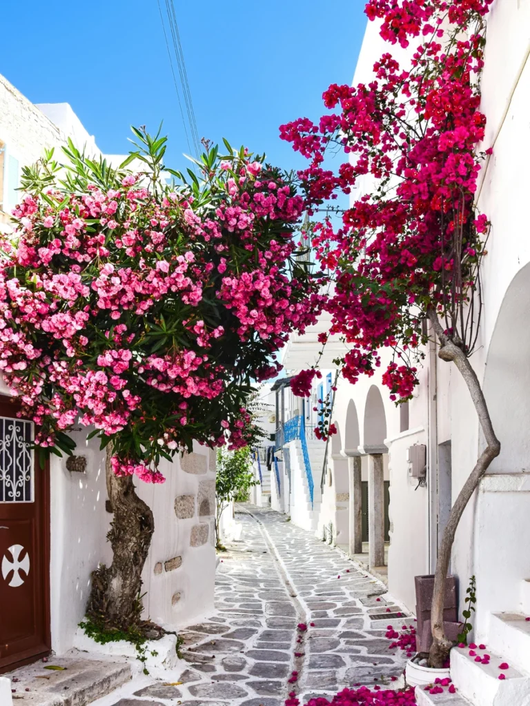Uber in Paros: an alley with bougainvillea climbing next to traditional whitewashed houses.