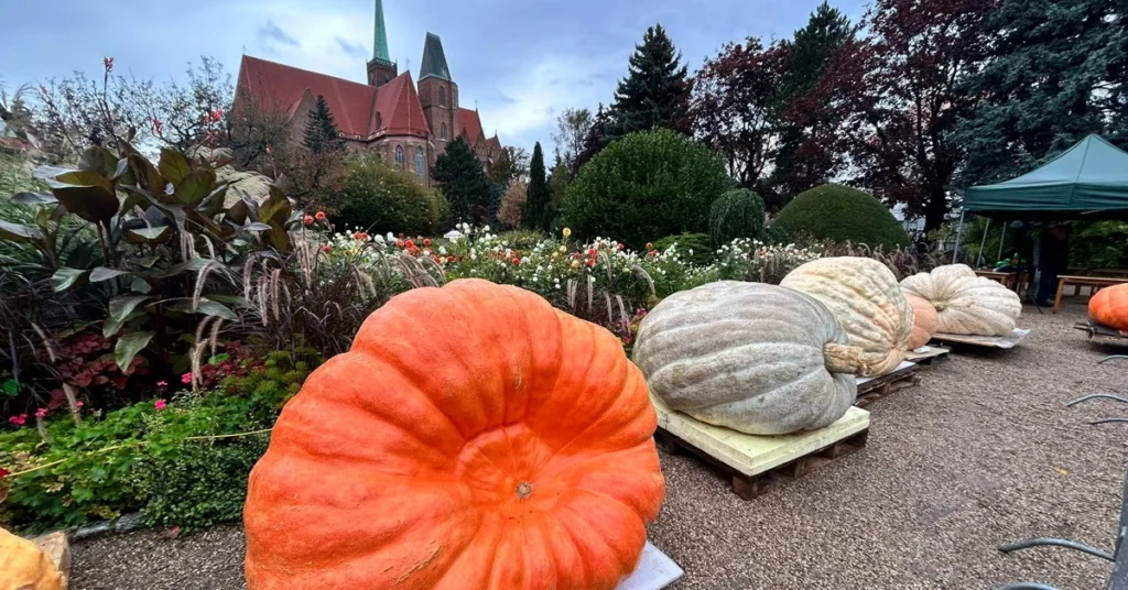 Giant pumpkins displayed among colorful flowers in the Botanical Garden of Wroclaw.
