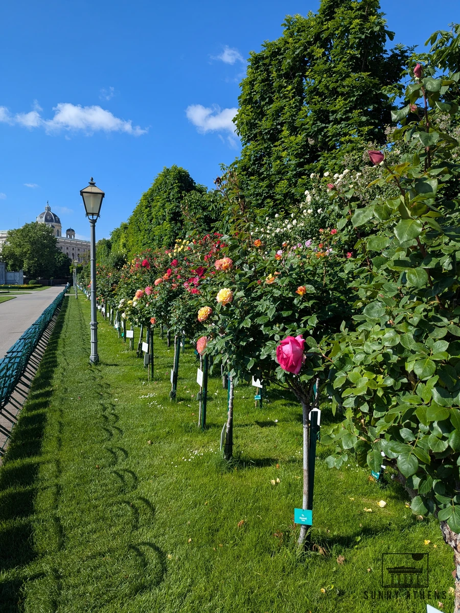Close-up of pink and red roses blooming in Volksgarten park in Vienna